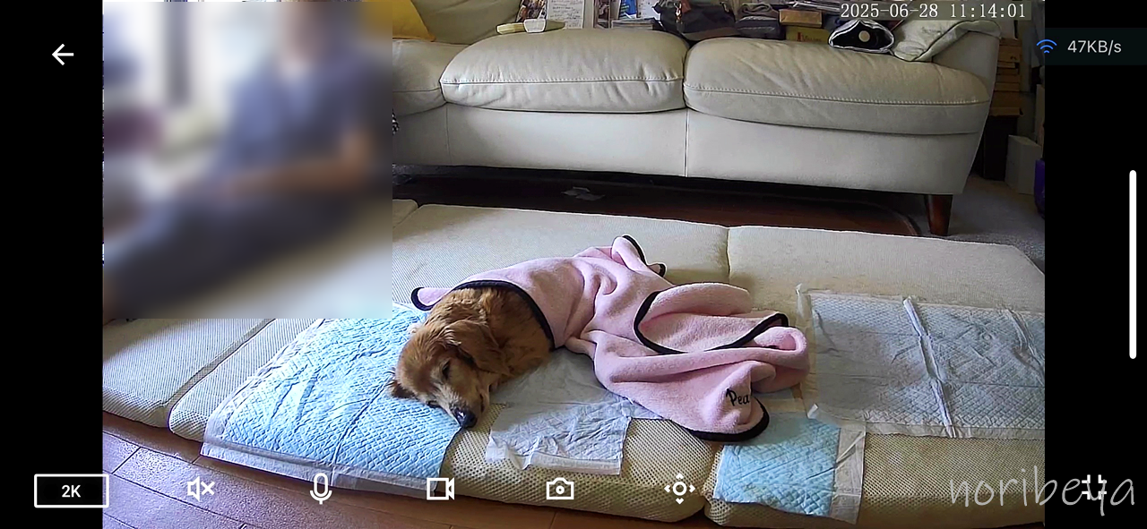 犬の介護で使うWansview見守りカメラのスマホでの使い方【Wansview Q5ネットワークカメラレビュー・クチコミ】