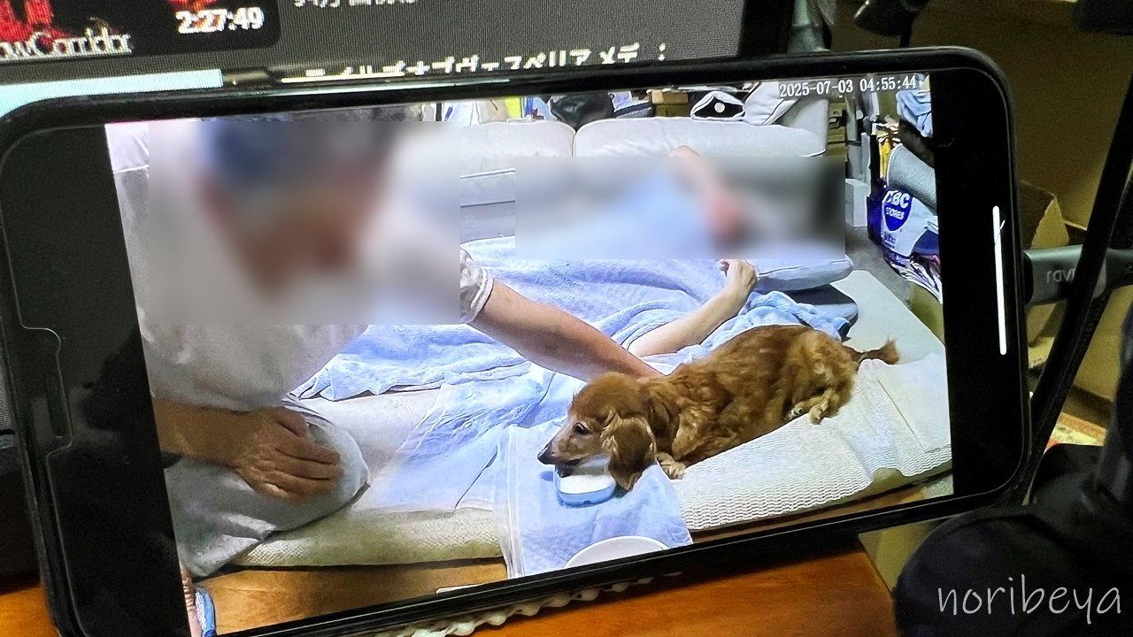 犬の介護で使うWansview見守りカメラのスマホでの使い方【Wansview Q5ネットワークカメラレビュー・クチコミ】