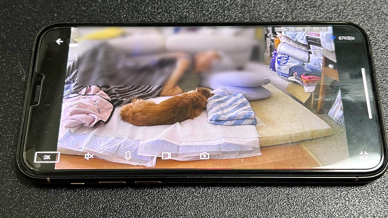 犬の介護で使うWansview見守りカメラのスマホでの使い方【Wansview Q5ネットワークカメラレビュー・クチコミ】